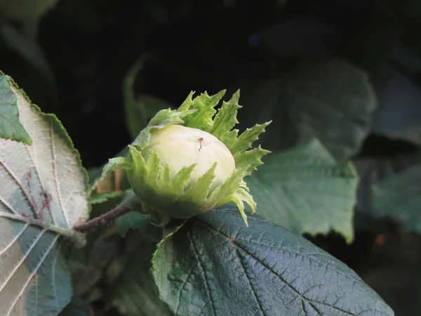 Green hazelnut on the tree in a garden in Tuscany, Italy — Stock Photo, Image