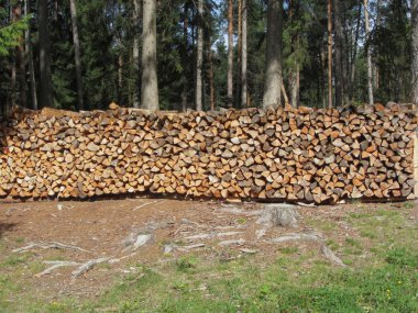 Pile of firewood with forest background . Fie allo Sciliar, South Tyrol, Italy