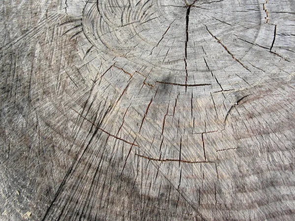 Wood texture of cut pine tree trunk — Stock Photo, Image