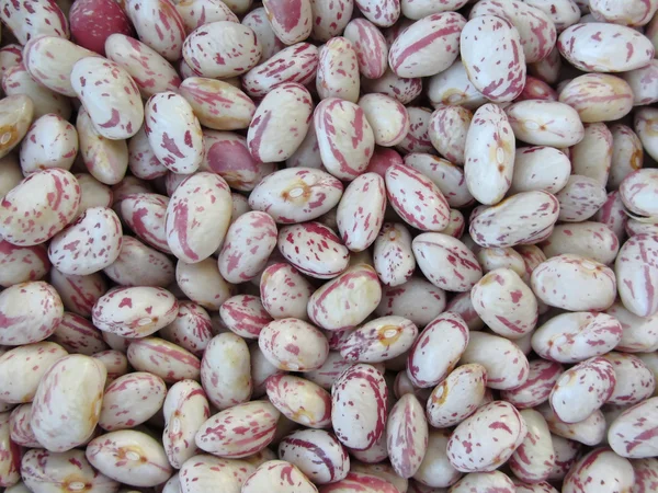 Haricot arrondi avec des taches rouges texture fond. Les haricots sont cultivés avec l'agriculture biologique en Toscane, Italie — Photo