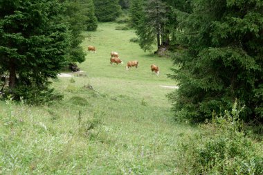 Yoğun çam ormanlarıyla çevrili yemyeşil bir yamaçta otlayan kahverengi ve beyaz inekler..