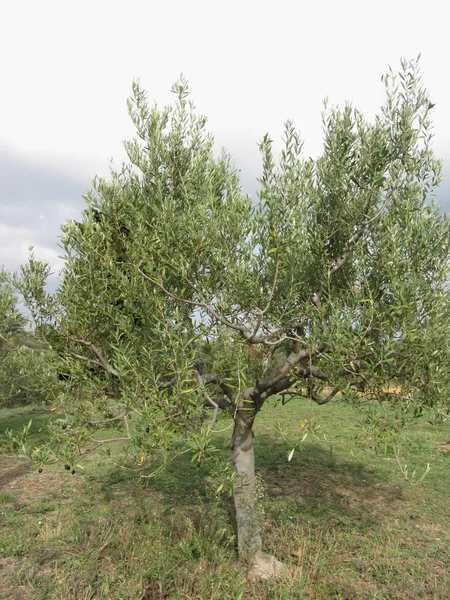 Olivo mediterraneo in Toscana, Italia — Foto Stock