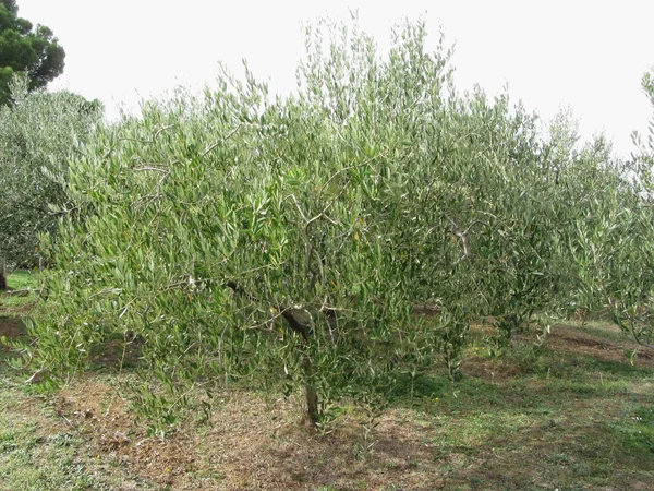 Oliveira mediterrânica em Toscana, Italia — Fotografia de Stock