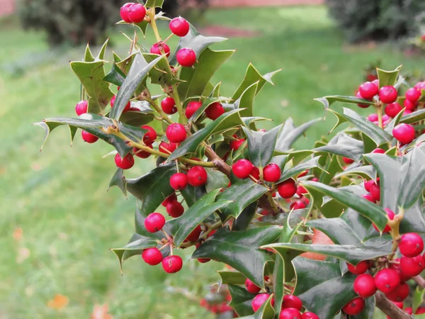 Holly tree branch with red berries — Stock Photo, Image