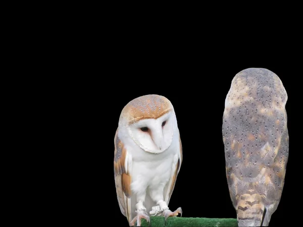 Zwei Schleiereulen isoliert auf dunklem Hintergrund. Frontansicht der ersten und Blick von hinten für die zweite — Stockfoto