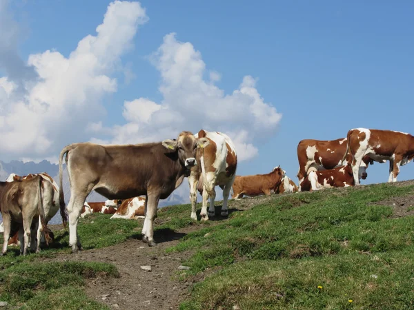 フォア グラウンドで牛と背景の青い空の高山牧草地。セスト ・ ドロミテ、南チロル、イタリア — ストック写真
