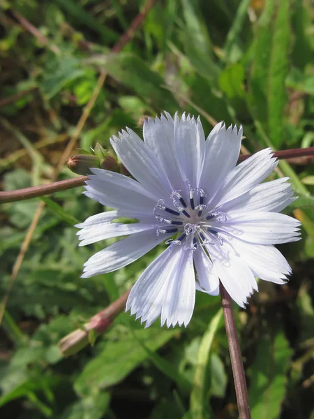 Farklı alan çim zemin üzerine mavi hindiba çiçek closeup — Stok fotoğraf