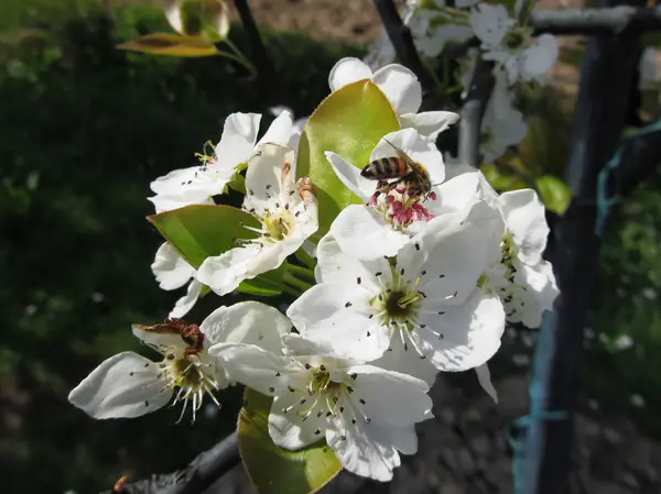 La abeja poliniza la flor de pera en primavera. Toscana, Italia — Foto de Stock