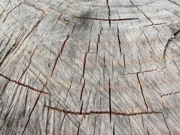 Fa textúra a vágott fenyő fa törzse — Stock Fotó