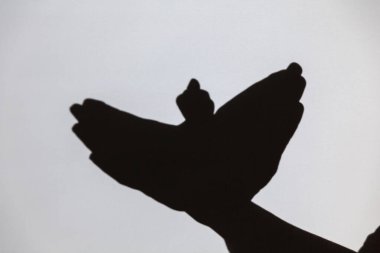 Beyaz ekrana yansıtılan gölgeyi oynat. Bir insanın elleri güvercine benzer.