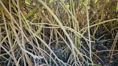 Ağaç kökleri ile mangrov ormanında bataklık.