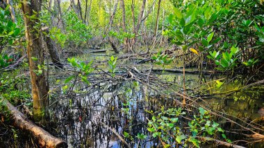 Ağaç kökleri ile mangrov ormanında bataklık.