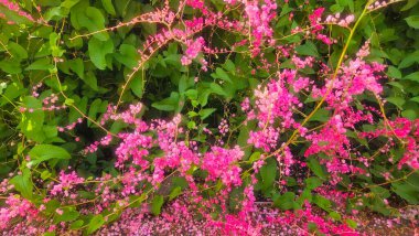 Pembe çiçek ve sarmaşık, doğal arka plan için çalı yaprakları örüyor..