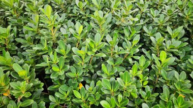 Taze banyan ağacı arka planda, büyüme sembolü, sürdürülebilirlik, canlılık ve organik yaşam tarzı.