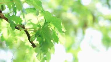 Güneş ışığı altında üzüm yaprakları, bulanık bokeh parlak arka planda yeşil doğa.