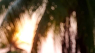 Gün batımında sallanan Bokeh güneş ışığı ile güzel palmiye yaprakları..