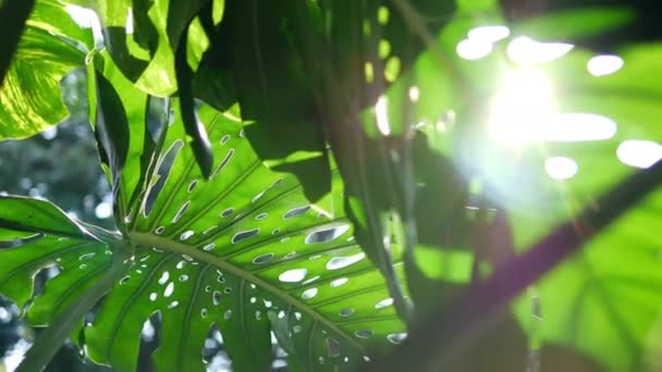 Tropische Bladeren Monstera Exotische Plant Zwaaien Wind Tegen Zonlicht Met — Stockvideo