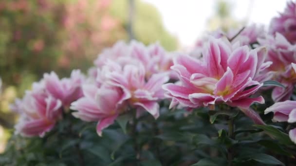 Schöne rosa Asiatische Lilien (Lilium asiatica) Blütenpflanze im Garten mit Sprühwasser, Nahaufnahme Pfanne Schuss. — Stockvideo