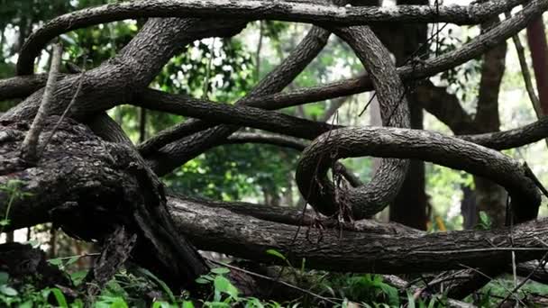 Jungle Lianas Dark Vines Plant Forest Trees Nature Background — Vídeo de Stock