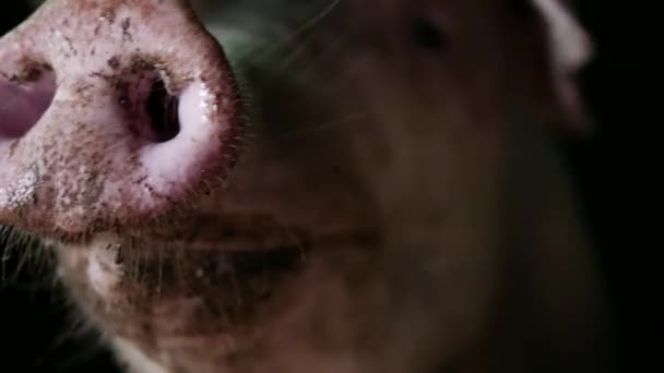 有機農場のピグスティーで泥だらけの鼻で健康な豚 クローズアップ — ストック動画