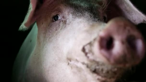 Healthy Pig Muddy Snout Organic Farm Pigsty Close — Stock Video