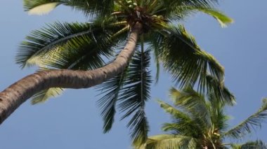Tropik plaj hindistan cevizi palmiyesi yaprakları rüzgarda savruluyor açık mavi gökyüzü arka planına karşı, seyahat tatili doğada dinlendirici yaz konsepti.