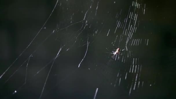 Malý Pavouček Útočí Modlí Aby Vletěl Pavučiny Tmavém Pozadí — Stock video