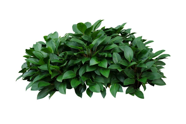 Folhas Verdes Arbusto Planta Hosta Exuberante Folhagem Planta Jardim Trópico — Fotografia de Stock