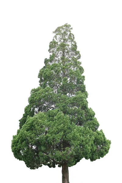 Garden Pine Tree Ornamental Plant Fir Tree Forest Garden Isolated — Fotografia de Stock