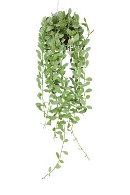 Hanging vine plant succulent leaves of epiphytic plant (Dischidia sp.) in tropical rainforest garden, indoor houseplant isolated on white background with clipping path.	 clipart