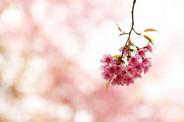 Fiore Ciliegio Selvatico Himalayano Sakura Fiori Rosa Con Giovani Foglie — Foto Stock