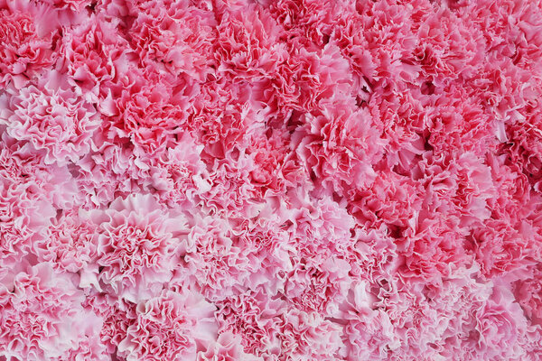 Pink flower background, two tones of pink carnation flowers texture nature backdrop for Valentines day and wedding ceremony. Pink carnations symbolize gratitude.