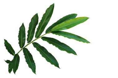 Kızıl ya da kızıl meşale zencefil, zencefil familyasındaki tropikal orman çiçeğini terk eder, Zingiberaceae. Kırpma yolu ile beyaz arkaplanda yeşil yapraklar ayrımı.