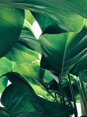 Beyaz zemin üzerinde soyut tropik yeşil yapraklar deseni, dev altın tutamların gür yaprakları veya tropik bitki Şeytanlar sarmaşığı.
