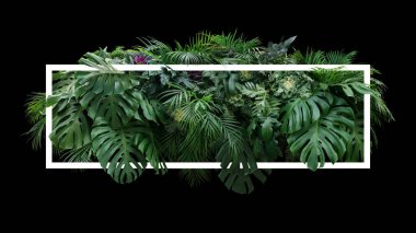 Tropical leaves foliage jungle plant bush floral arrangement nature backdrop with white frame on black background.	