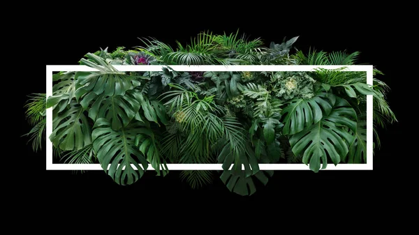 Tropical leaves foliage jungle plant bush floral arrangement nature backdrop with white frame on black background.