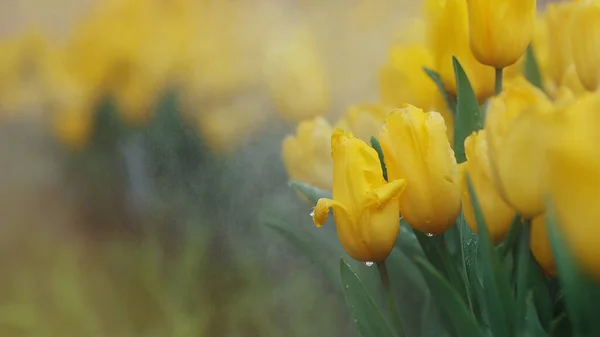 Detailní Záběr Žlutého Tulipánu Jarní Květiny Zelenými Listy Kapky Vody — Stock fotografie