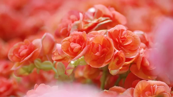 Close Oranžová Begonia Květiny Trvalky Kvetoucí Rostlina Rozmazané Oranžové Růžové — Stock fotografie