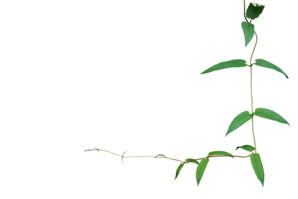 Nature Frame Border Green Leaves Vines Ivy Plant Skunkvine Chinese — Fotografia de Stock