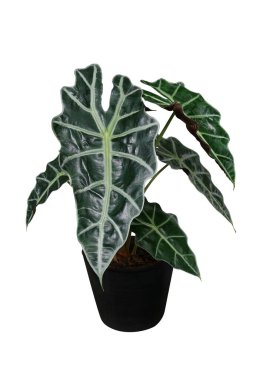 Afrika Maske Bitkisi 'nin (Alocasia amazonica) açık yeşil kalp şeklinde yaprakları, oda dekorasyonu için saksı bitkisi, siyah saksıda tropikal yapraklar, kırpma yolu ile beyaza izole edilmiş..