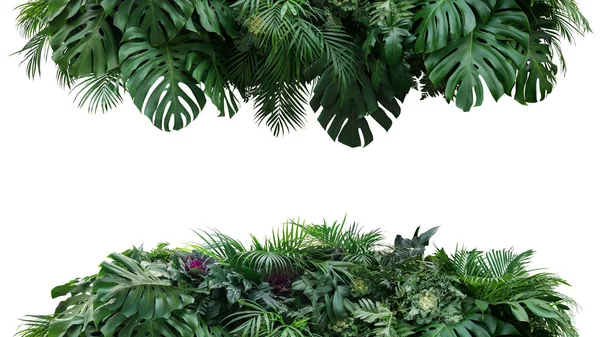 Groene Bladeren Natuur Kader Achtergrond Van Tropische Planten Bush Monstera — Stockfoto