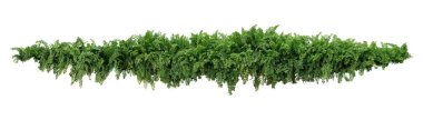 Yeşil yapraklı tropikal yaprak, çağlayan balık kuyruğu eğreltiotu çalısı veya çatallı dev kılıç eğreltiotu (Nephrolepis spp). Gölge bahçesi bahçe bahçe çalı bitkisi beyaz arka planda izole, kırpma yolu.