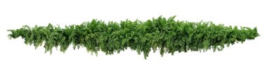 Green leaves tropical foliage plant bush of cascading Fishtail fern or forked giant sword fern (Nephrolepis spp.) the shade garden landscaping shrub plant isolated on white background, clipping path. clipart