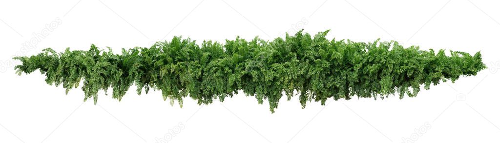 Green leaves tropical foliage plant bush of cascading Fishtail fern or forked giant sword fern (Nephrolepis spp.) the shade garden landscaping shrub plant isolated on white background, clipping path.