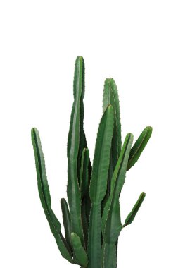 Ornamental spiny plant with dark green succulent stems of  Euphorbia cactus potted plant isolated on white background, clipping path included.	