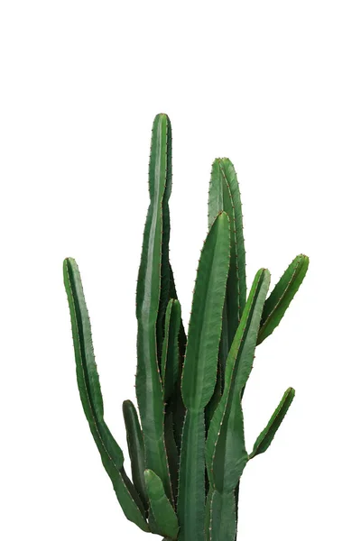 Ornamental Spiny Plant Dark Green Succulent Stems Euphorbia Cactus Potted — Stock Photo, Image