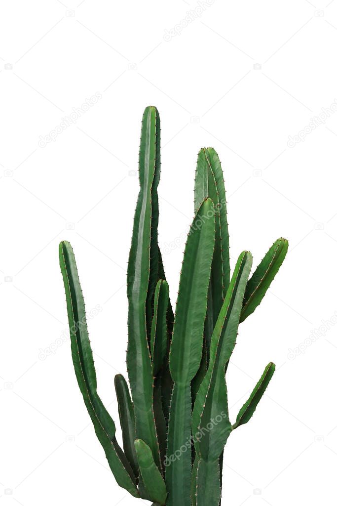 Ornamental spiny plant with dark green succulent stems of  Euphorbia cactus potted plant isolated on white background, clipping path included.	