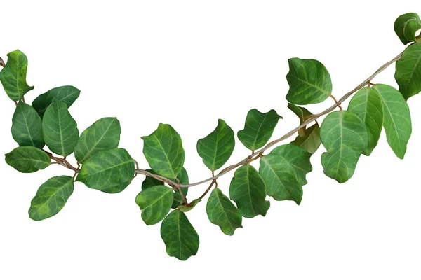 Folhas Verdes Selva Vinhas Liana Planta Toxocarpus Villosus Crescendo Silvestre — Fotografia de Stock