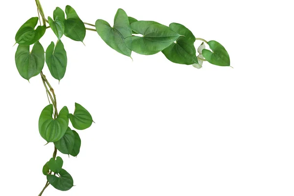 Στροβιλιζόμενο Φυτό Λιάνα Αμπέλου Πράσινα Φύλλα Σχήμα Καρδιάς Από Μωβ — Φωτογραφία Αρχείου