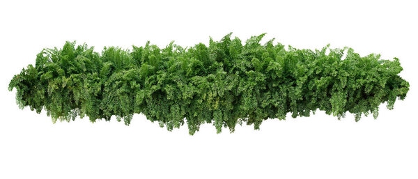 Тропический куст листвы, каскадный висячий папоротник или вилочный гигантский папоротник (Nephrolepis spp.) зеленый кустарник, изолированный на белом с вырезанием дорожки.